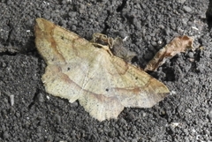Euchlaena marginaria