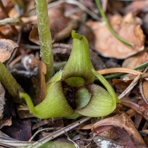 Asarum viridiflorum