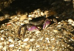 Metopograpsus frontalis