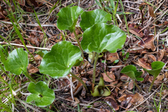 Asarum wagneri