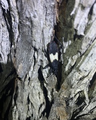 Microtomus luctuosus