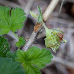 Ribes binominatum