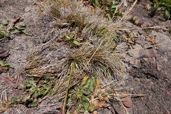 Deschampsia cespitosa holciformis