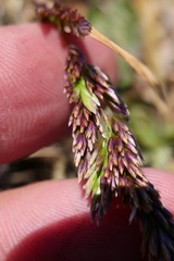 Deschampsia cespitosa holciformis