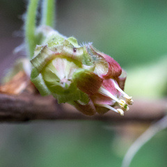 Ribes binominatum