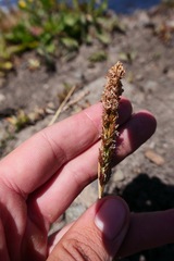 Deschampsia cespitosa holciformis