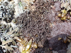 Neorhodomela