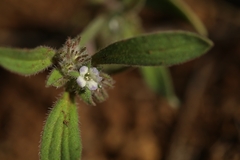 Phacelia inconspicua