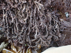 Neorhodomela