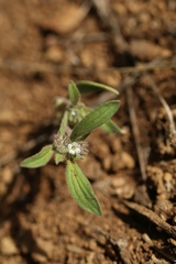 Phacelia inconspicua