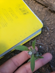 Phacelia inconspicua