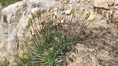 Plantago alpina