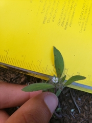 Phacelia inconspicua