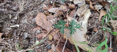 Geranium potentillifolium