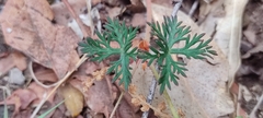 Geranium potentillifolium
