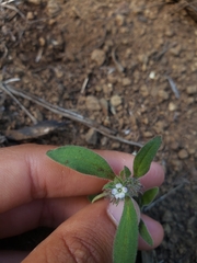 Phacelia inconspicua