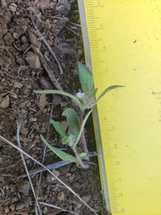 Phacelia inconspicua
