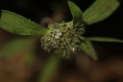 Phacelia inconspicua