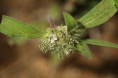 Phacelia inconspicua