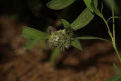 Phacelia inconspicua