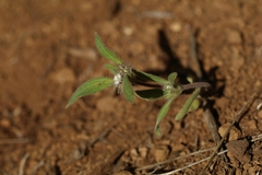Phacelia inconspicua