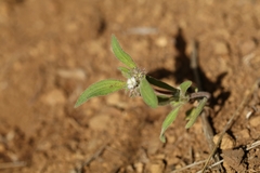 Phacelia inconspicua