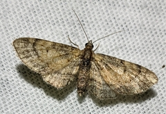 Eupithecia palpata