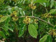 Colubrina arborescens