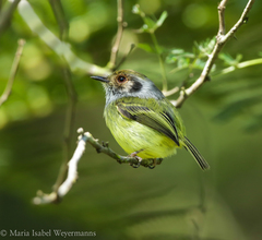 Myiornis auricularis