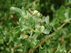 Atriplex pentandra