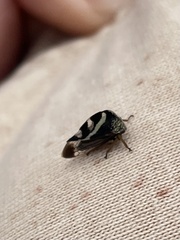 Smilia camelus
