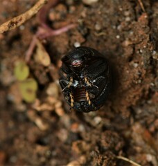 Germarostes globosus