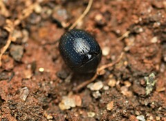 Germarostes globosus