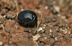 Germarostes globosus