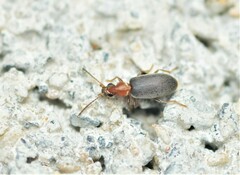 Notoxus murinipennis