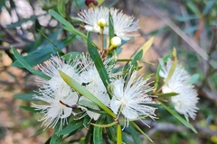Myrceugenia lanceolata