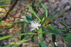 Myrceugenia lanceolata