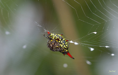 Gasteracantha sauteri