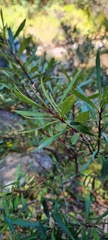Myrceugenia lanceolata