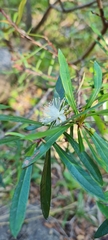 Myrceugenia lanceolata