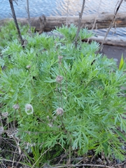 Artemisia absinthium