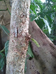 Dysoxylum parasiticum