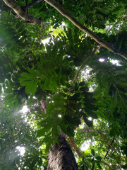 Dysoxylum parasiticum