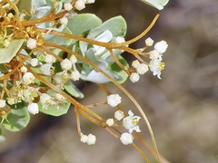 Cuscuta indecora