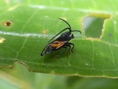 Stylocentrus championi