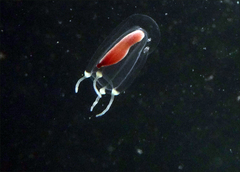 Euphysa