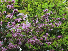 Rhododendron breviperulatum