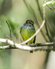 Myiornis auricularis