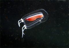 Euphysa