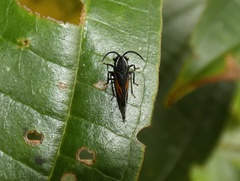 Stylocentrus championi